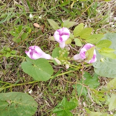Cordia sebestena