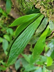 Antrophyum formosanum