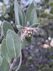 Arctostaphylos silvicola