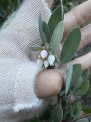 Arctostaphylos silvicola