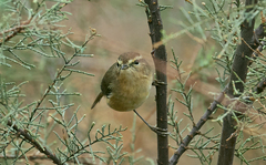 Phylloscopus canariensis
