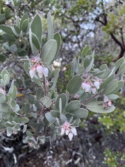 Arctostaphylos silvicola