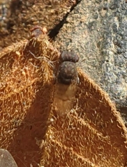 Schizophora