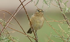 Phylloscopus canariensis