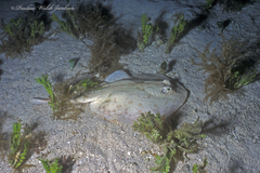 Urobatis jamaicensis