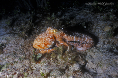 Callistoctopus macropus