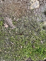 Fissidens bryoides