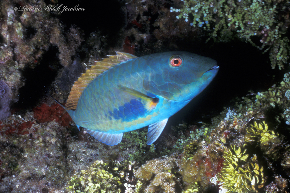 Redtail Parrotfish