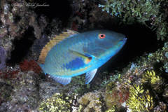 Sparisoma chrysopterum