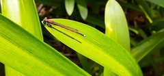 Oxyagrion terminale