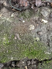 Fissidens bryoides