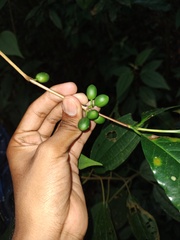 Coffea arabica
