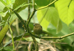 Sporophila corvina