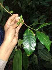 Coffea arabica