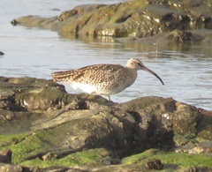 Numenius phaeopus phaeopus