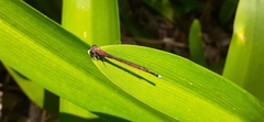 Oxyagrion terminale