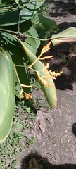 Marantaceae