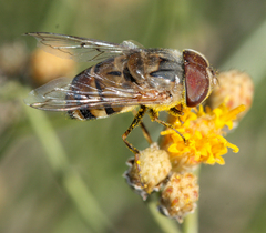 Copestylum isabellina