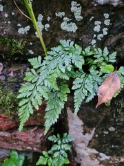 Asplenium adiantum-nigrum
