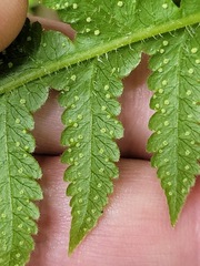 Phegopteris decursive-pinnata