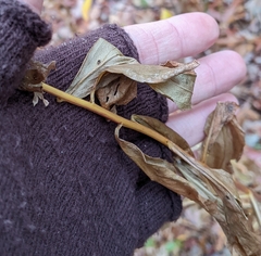 Solidago latissimifolia
