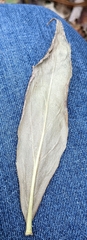 Solidago latissimifolia