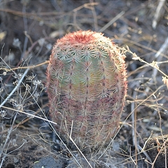 Echinocereus pectinatus pectinatus