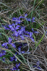 Iris ruthenica