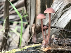 Mycena haematopus