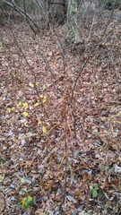 Solidago latissimifolia