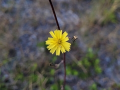 Hieracium megacephalon