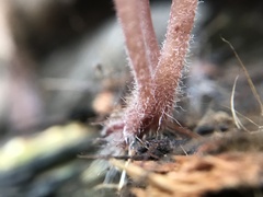 Mycena haematopus