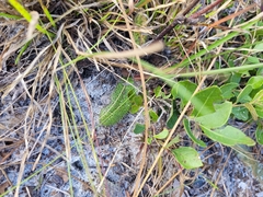 Hieracium megacephalon