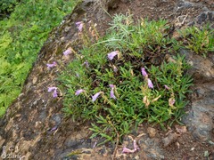 Penstemon fruticosus
