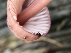 Mycena haematopus