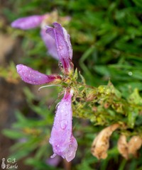 Penstemon fruticosus