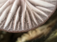 Mycena haematopus