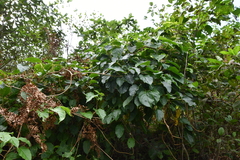 Actinidia arguta