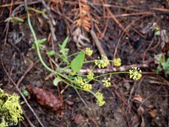 Lomatium triternatum