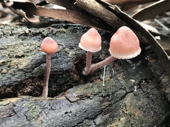 Mycena haematopus