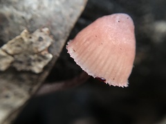 Mycena haematopus
