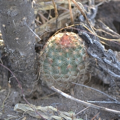Echinocereus pectinatus pectinatus