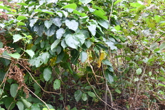 Actinidia arguta