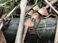 Mycena haematopus