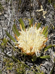 Protea aspera