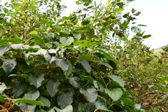 Actinidia arguta