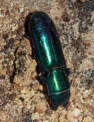 Temnoscheila