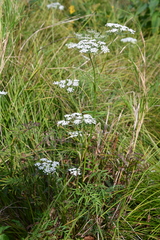 Ostericum maximowiczii