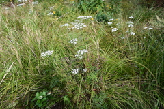 Ostericum maximowiczii