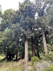 Cryptomeria japonica